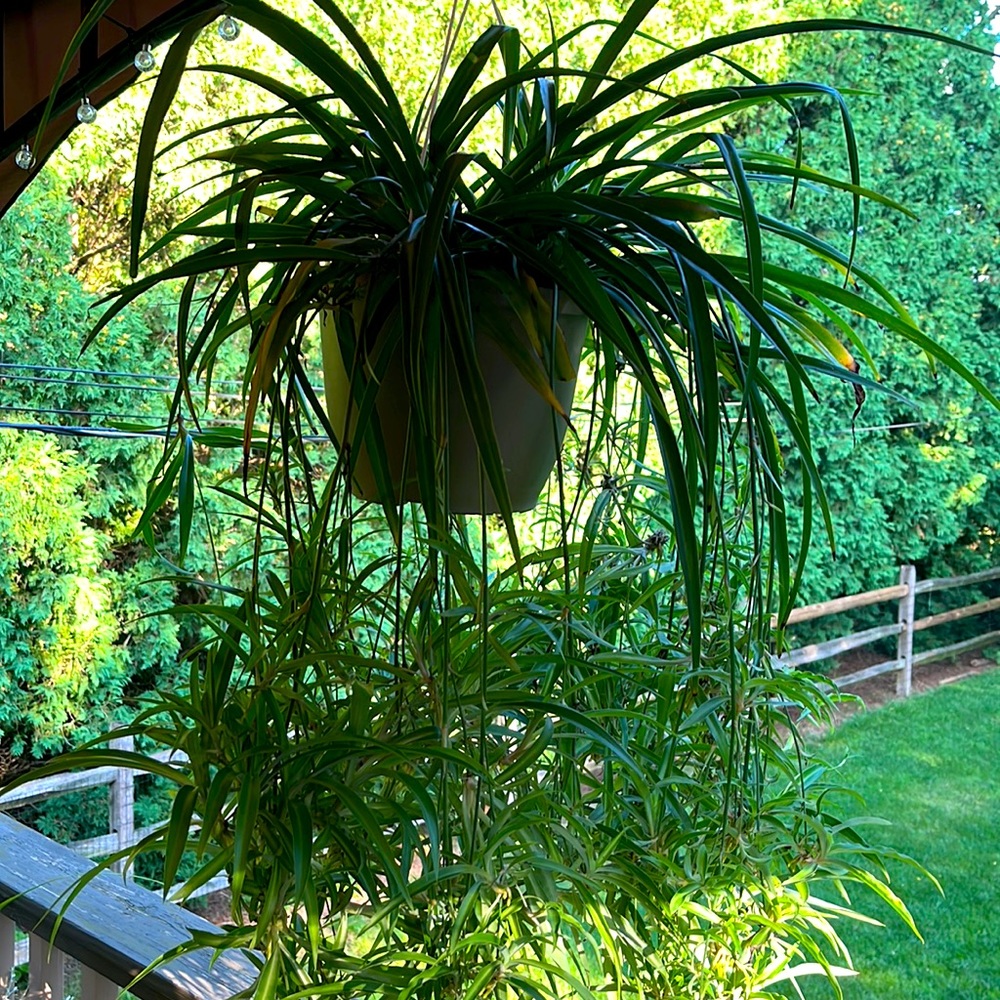 Green spider plant babies